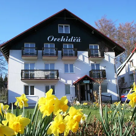 Orchidea-3